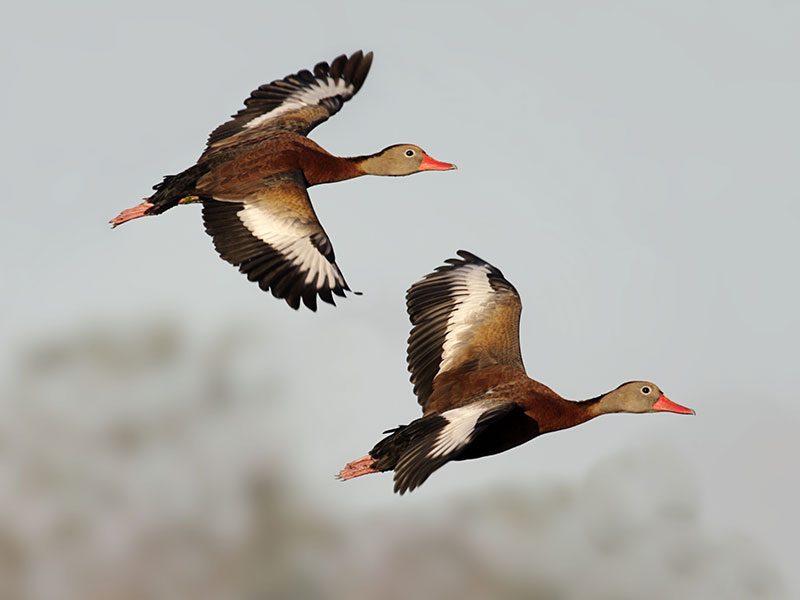 Duck & Dove Combo